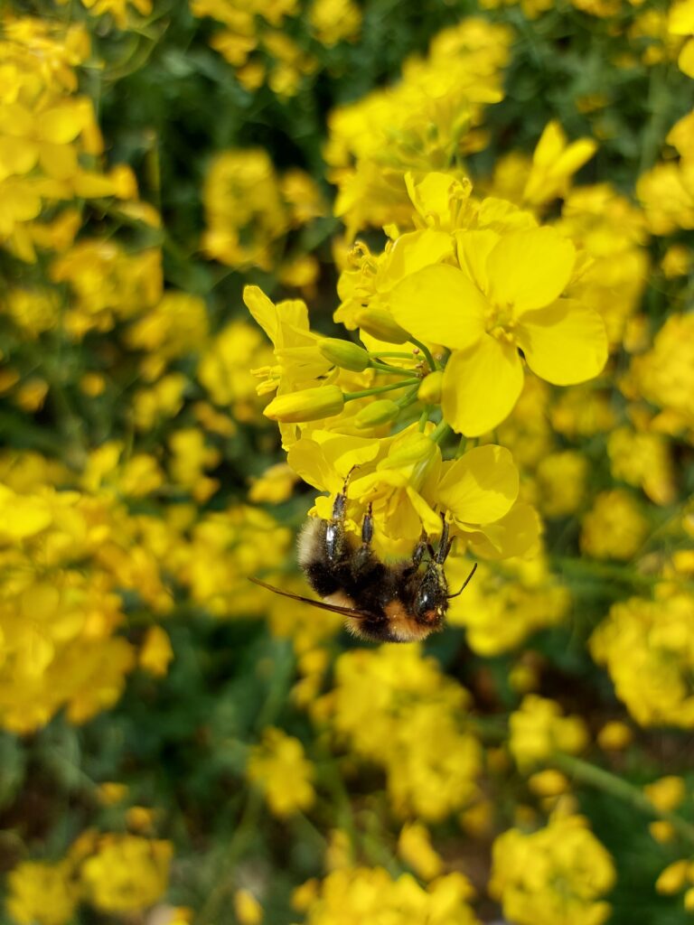 Direktvermarktung Familie Haselberger - Biene auf einer gelben Blüte