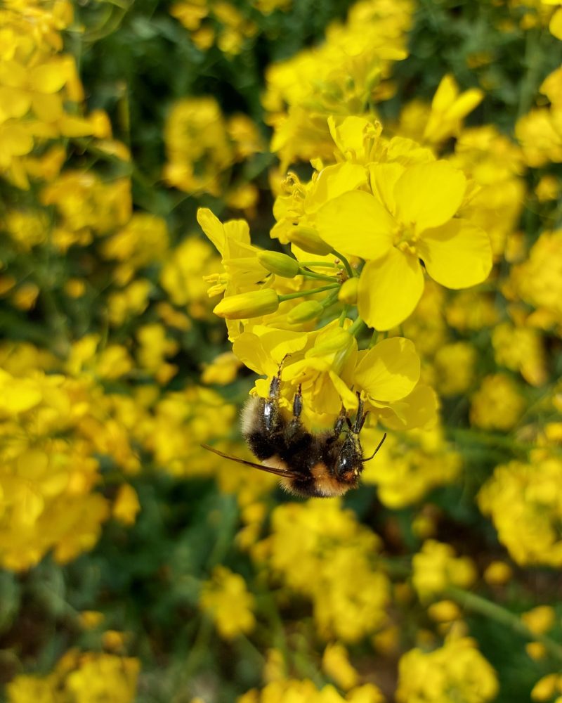 Direktvermarktung Familie Haselberger - Biene auf einer gelben Blüte